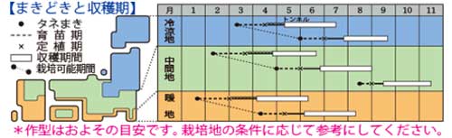 ズッキーニオーラムの種まき時期 栽培時期
