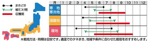 ずっーととれるきゅうり種蒔き時 栽培時期